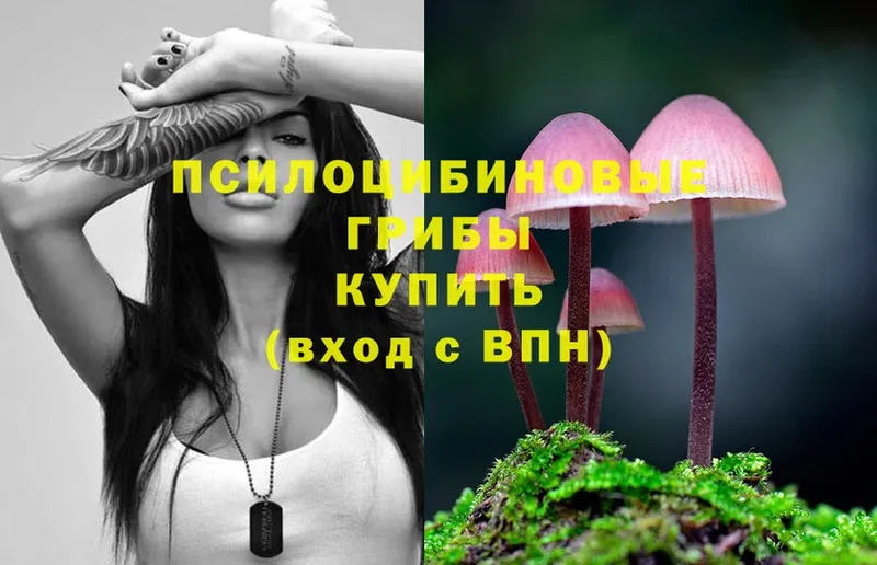 купить   Гаврилов Посад  Псилоцибиновые грибы Psilocybe 